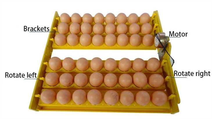 96 Incubator Chicken